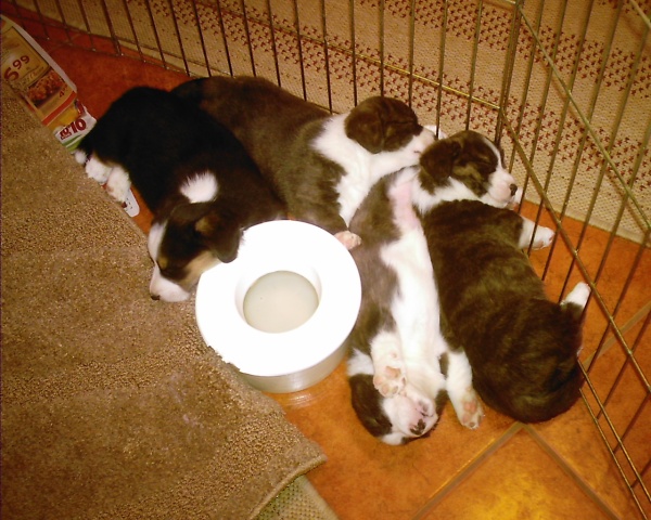 Why is a sleeping puppy pile so darn cute!